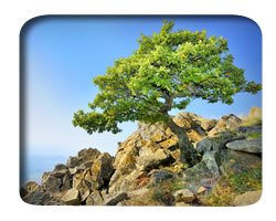 sample photo